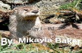 Mikayla Baker Pd.4 Otter