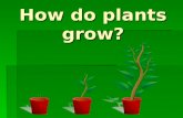 How do plants grow compressed