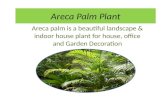 Areca palm Plant: Indoor, Outdoor Care Fertilizer, Watering, Requirement Information