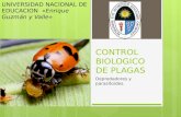 Control biologico de plagas
