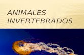 Animales invertebrados ppt