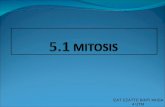 5.1 mitosis