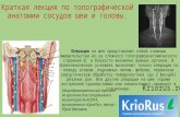 Анатомия сосудов шеи и головы - краткая лекция