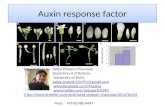 auxin response factor