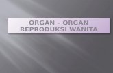 Organ – organ reproduksi wanita