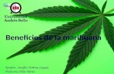 Beneficios de la marihuana