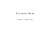 Klamath plum