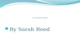 My Occupational Identity - By Sarah Reed