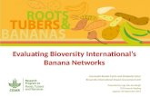 Evaluating Bioversity International’s banana networks