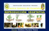 Reproducción  vegetativa