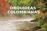 Orquideas Colombianas