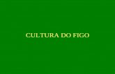 A cultura do figo