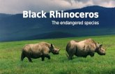 Black Rhinoceros - The Endangered Speicies