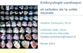 Embryologie cardiaque - crte neurale