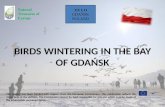 Birds wintering in gdańsk, poland