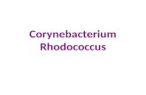 Corynebacterium Rhodococcus