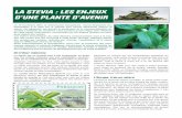 La stevia: les enjeux d'une plante d'avenir