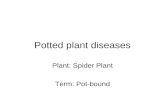 potted plant diseases