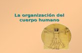 Organizacion cuerpo humano