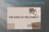 The Rose Of The Family Update 18