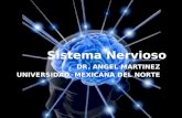 Sistema nervioso generalidades y SNC
