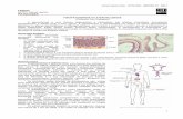 Patologia 10   fisiopatognese da aterosclerose