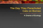The Day They Parachuted Cats on Borneo