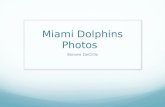 Miami Dolphins Photos, by Steven DeCillis