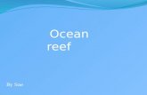 Sae's Ocean Coral Reef Biomes