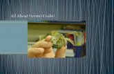 RC learn about Hermit crabs