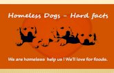 Homeless dogs hard facts