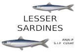 Lesser sardines
