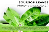 Soursop leaves ppt