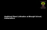 Medicinal plant cultivation Bhorgiri school