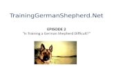 Training German Shepherd with patience