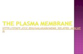 Cell plasma membrane