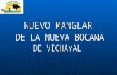 Nuevo Manglar en La Nueva Bocana de Vichayal-Paita-Piura