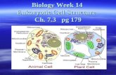 B14 eukaryotic cell structure  powerpoint