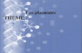 Les plasmides groupe 02