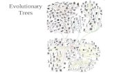B31 evolutionary trees