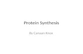 Protien synthesis by cknox