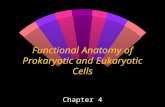 Functional anatomy of prokaryotic and eukaryotic cell
