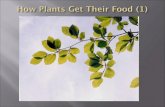 How plants-get-food