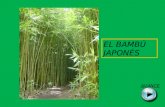 Bambu Japones