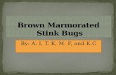 Brown mamorated stink bug rev