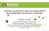 Rodale Institute Studies the Brown Marmorated Stink Bug