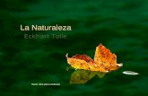 Eckhart Tolle: Naturaleza (por: Amik / Carlos Rangel)