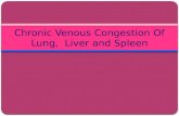 Cvc of liver and spleen