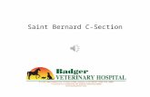 Saint bernard C-section