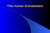 The human endoskeleton